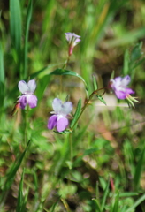 Collinsia sparsiflora