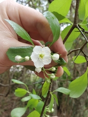 Crataegus berberifolia