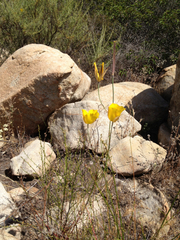 Calochortus weedii weedii