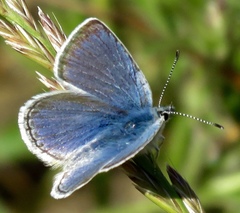 Icaricia icarioides missionensis