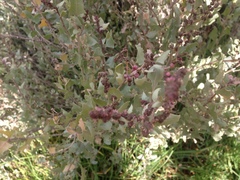 Atriplex rusbyi
