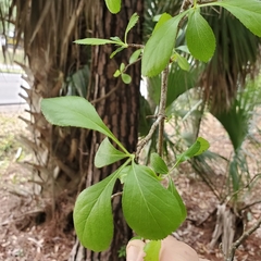 Crataegus berberifolia