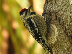 Sphyrapicus varius image