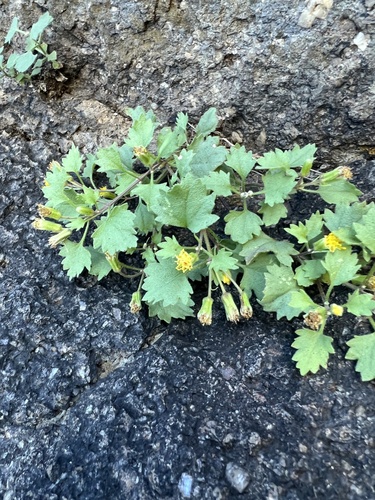 Leafy Rockdaisy (Laphamia rupestris)
