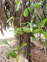 Crataegus berberifolia