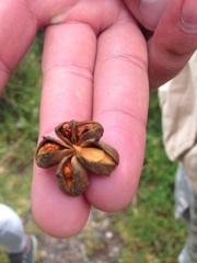 Kageneckia lanceolata