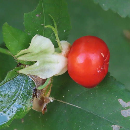 Manzanita (Malvaviscus arboreus)