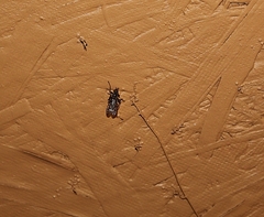 Boreothrinax maculipennis