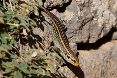 Vaillant's Mabuya photo 3