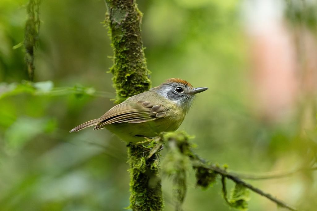 Plain Antvireo