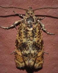 Olethreutes ferrolineana