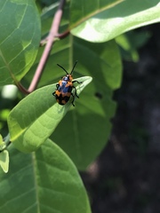 Phyllocharis undulata