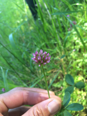 Trifolium ciliolatum