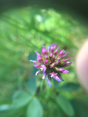 Trifolium ciliolatum