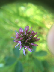 Trifolium ciliolatum