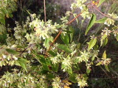 Minthostachys acutifolia