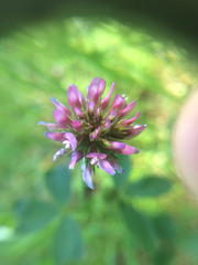 Trifolium ciliolatum