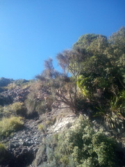 Carmichaelia glabrescens