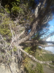 Carmichaelia glabrescens