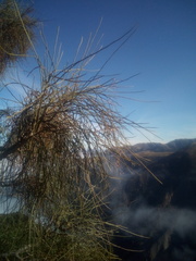 Carmichaelia glabrescens