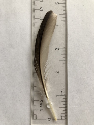 Plume de Harle bièvre