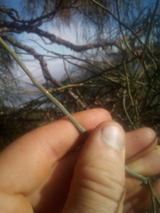 Carmichaelia glabrescens