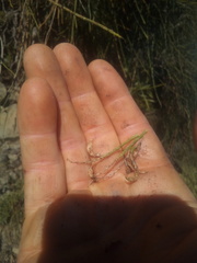 Carmichaelia glabrescens