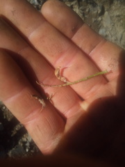 Carmichaelia glabrescens