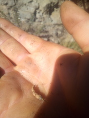 Carmichaelia glabrescens