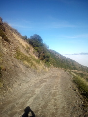 Carmichaelia glabrescens