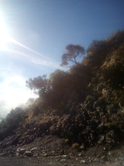 Carmichaelia glabrescens