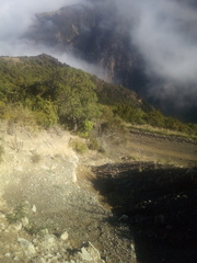 Carmichaelia glabrescens