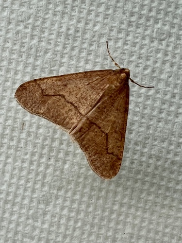 Linden Looper Moth photo 6