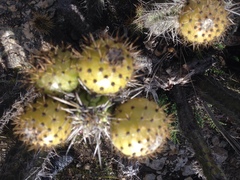 Corryocactus melanotrichus