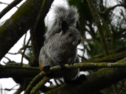 Guayaquil Squirrel