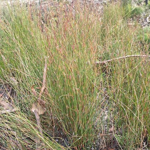 Image of Baloskion australe by (c) Shelomi Doyle, some rights reserved (CC BY)