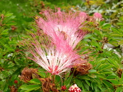 Calliandra angustifolia, photograph Esteban Poveda, CC BY, iNaturalist via GBIF