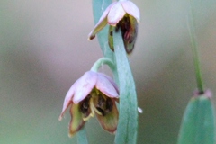 Fritillaria micrantha