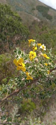 Columellia obovata (Columellia obovata)