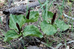 Trillium angustipetalum