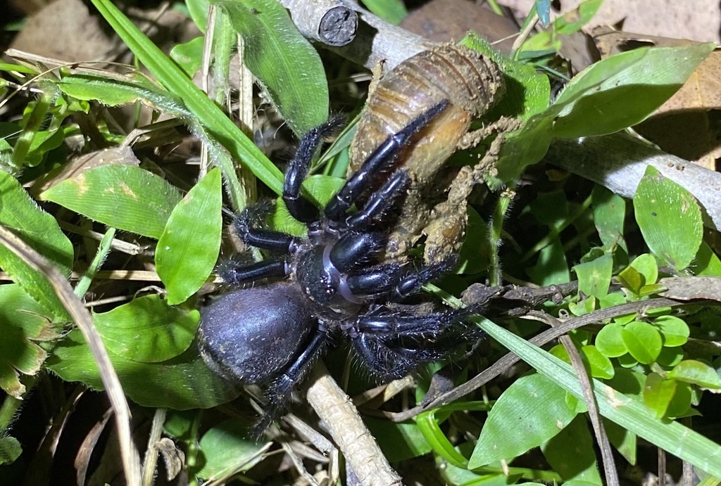 Port Macquarie Funnelweb from Boundary Rd, Kremnos, NSW, AU on December