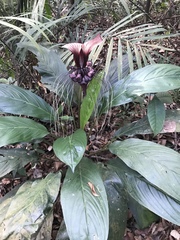 Tacca integrifolia