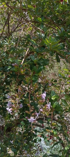 Image of Duranta Armata (Duranta armata) by (c) Alfredo Gutierrez Dipaz, some rights reserved (CC BY)