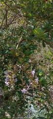 Duranta armata, photograph (c) Alfredo Gutierrez Dipaz, some rights reserved (CC BY)
