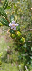 Duranta armata, photograph (c) Alfredo Gutierrez Dipaz, some rights reserved (CC BY)