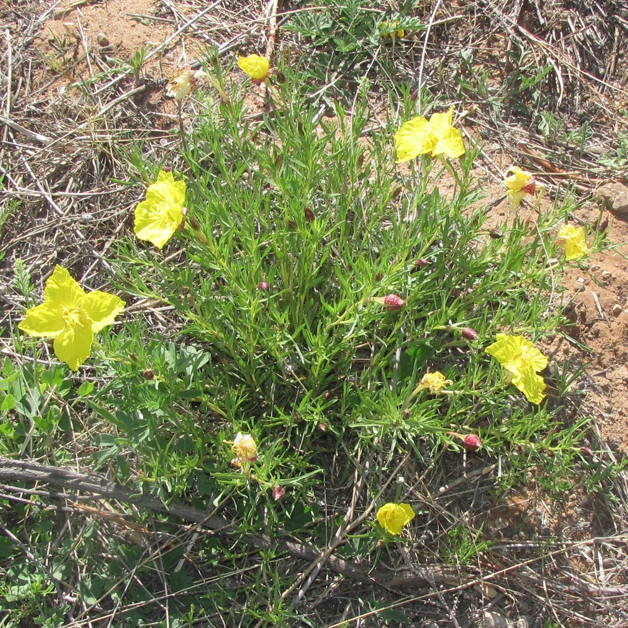 Oenothera hartwegii ssp. filifolia