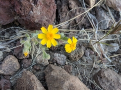 Eriophyllum wallacei