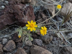 Eriophyllum wallacei