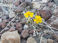 Eriophyllum wallacei