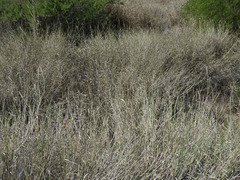 Hilaria rigida